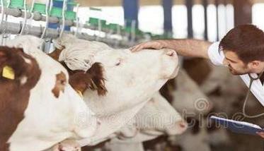 牛传染性鼻气管炎病的诊断与治疗方法