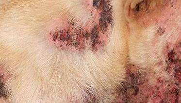 犬蠕形螨病案例图片