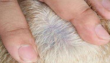 犬疥螨病怎么治疗 犬疥螨病用什么药治疗-农百科