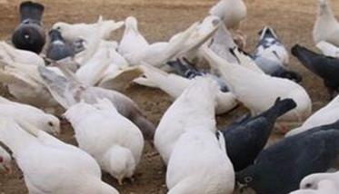 夏季肉鸽养殖必须要注意的六个要点