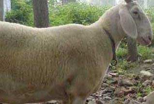 小尾寒羊的发情征兆、发情周期与繁殖技术要点