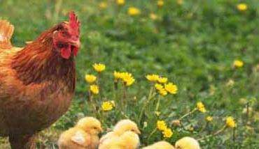 如何计算饲料转化率？养鸡成本核算方法简介