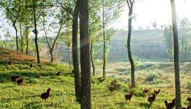 树林中散养鸡要注意哪些问题