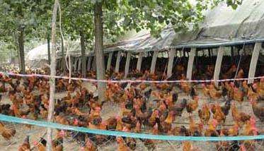 鸡养殖场青年鸡的日常管理方法
