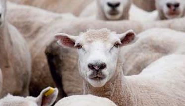 预防羊痘病的管理措施是什么 羊痘病的治疗方法