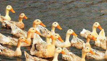 夏季养鸭要注意什么，记住这九条就够了