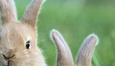 肉兔的养殖成本及经济效益分析