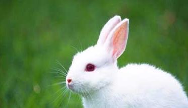 兔子养殖的市场前景分析