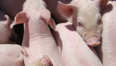 仔猪养殖管理中的几种诱食技巧