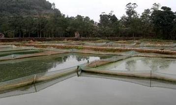 泥鳅养殖技术