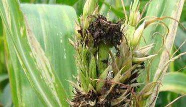 玉米种子传播方式图片