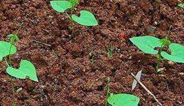 豇豆种植时间 豇豆对种植环境的要求