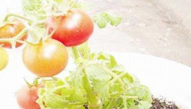茄果类蔬菜种子种植前的处理