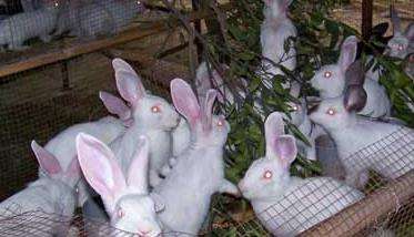 兔子疾病有哪些 兔子疾病防治技术