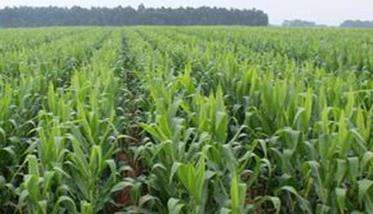 夏季种植玉米怎么用化学除草