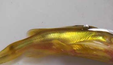 黄颡鱼大规格鱼苗的驯化方法