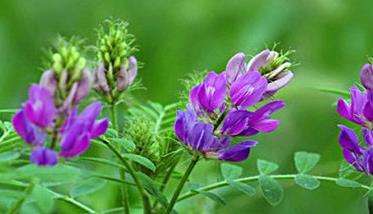紫花苜蓿的播种方法 紫花苜蓿种植技术