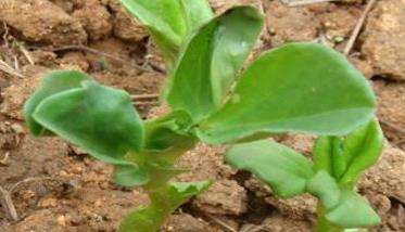 蚕豆种植条件与种植方法