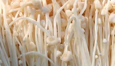 金针菇的种植－金针菇图片