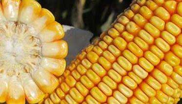 玉米品种知识