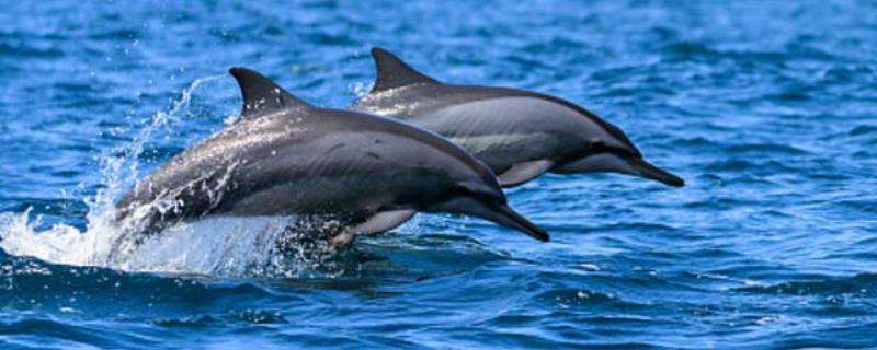 海豚生殖发育的特点是，海豚的寿命多长（海豚的生育情况和寿命）
