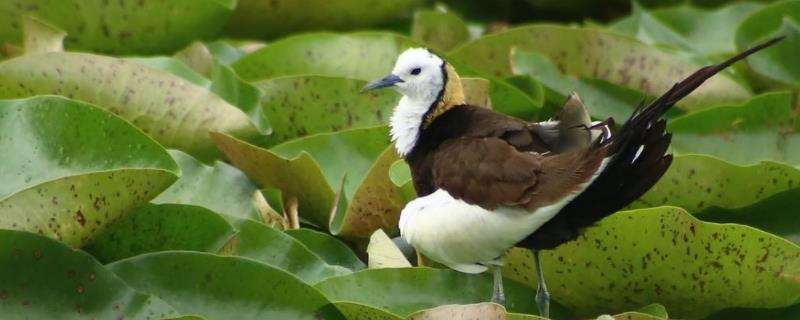 白面水鸡是几级保护,跟黑水鸡怎么区分