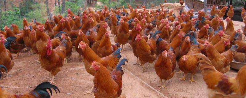 怎么能制止山狸子吃鸡,鸡的哪些部位不能吃