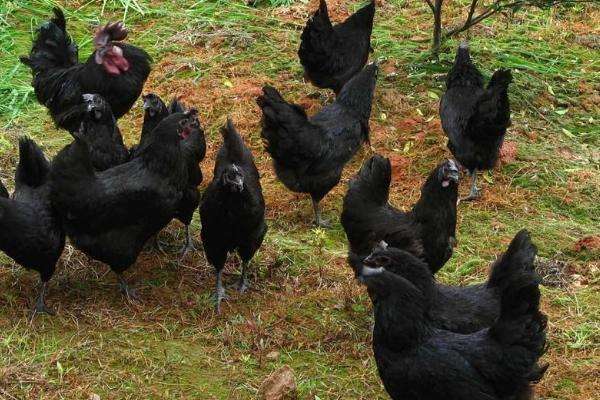 六,新杨绿壳蛋鸡1,该品种的母鸡羽毛呈白色,但多数鸡身上带有黑斑,单