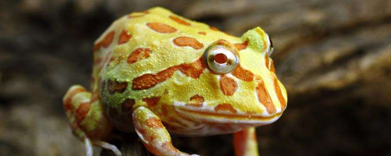 角蛙怎么分公母，它是闭眼睡觉的吗（角蛙怎么看公母的）