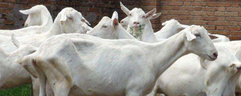 羊下崽间隔多久下另一个,胎盘下不来是怎么回事