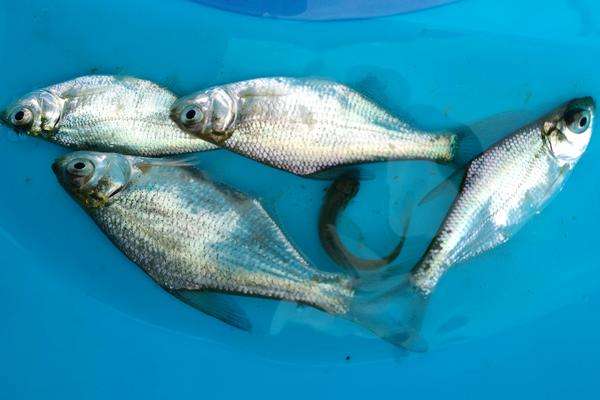 平鱼,叉片鱼等,体银白色,上部微呈青灰色,体短而高,极侧扁,略呈菱形