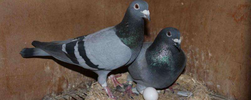 鸽子和鸡能杂交吗,鸽子杂交可以提纯吗-农百科
