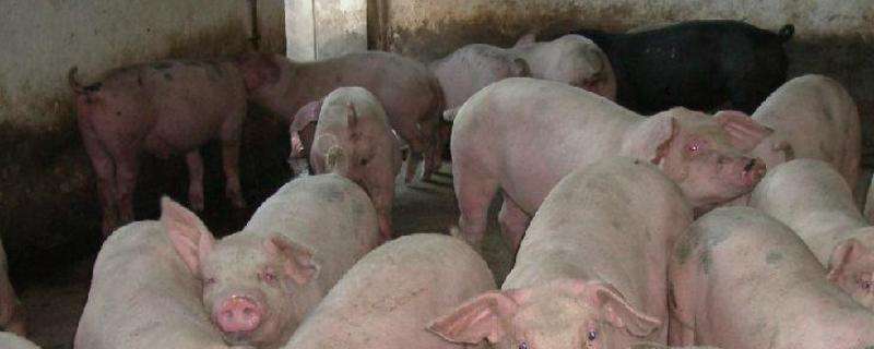 劁猪和骟猪的区别,为什么要骟猪