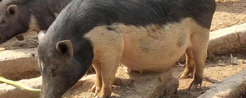 五指猪长什么样子,五爪猪的处理办法