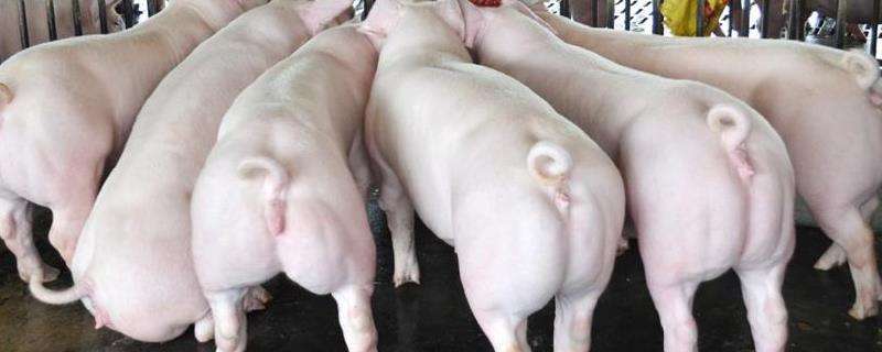 200斤育肥猪一天吃多少料,不吃食有什么土办法