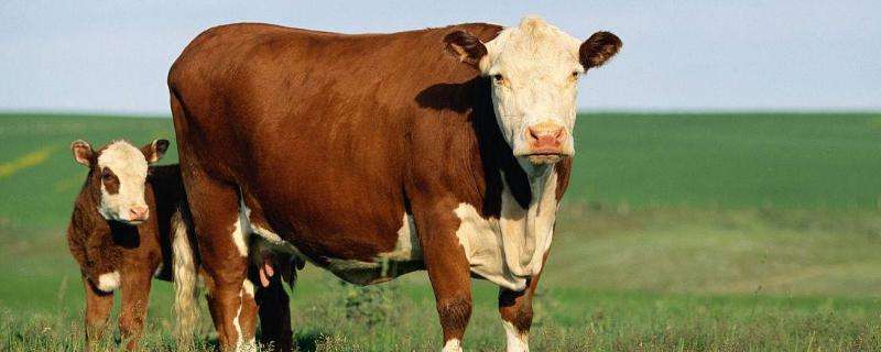 海福特牛繁殖特点,和西门塔尔有什么区别
