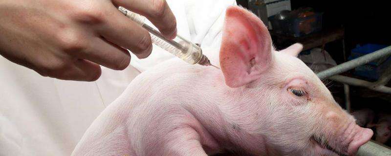 1,下针部位:猪身上最适合下针的部位在颈后,具体为耳后在与耳根相距3
