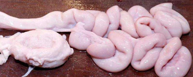 猪的输卵管叫什么肠,附猪的繁殖周期