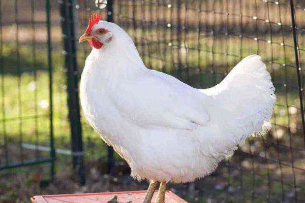 2,红羽肉鸡红羽肉鸡父系由红色科尼什或洛岛红选育而成,母系则由洛岛