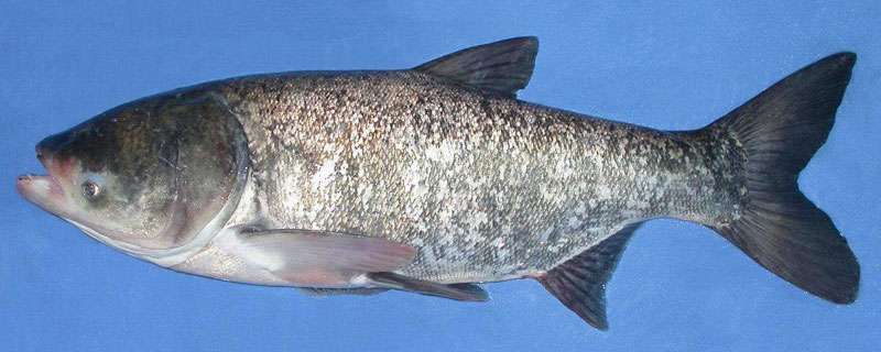 些,可占身体的一半甚至更多;花鲢身上有淡黑色斑点的,而白鲢是全白鳞