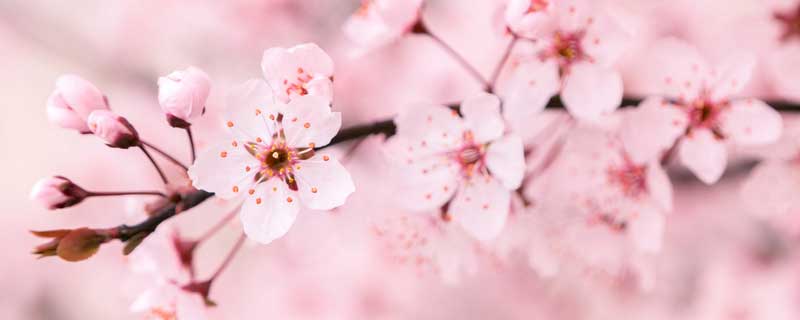 樱花为什么是日本的国花