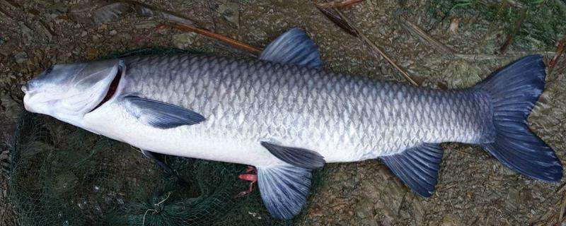 但在南京金牛湖,曾经有人捕获到一条重达218斤的大青鱼,经鳞片鉴定约