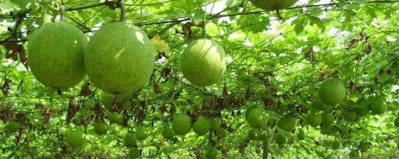 虫螨腈对什么作物敏感,虫螨腈使用注意事项