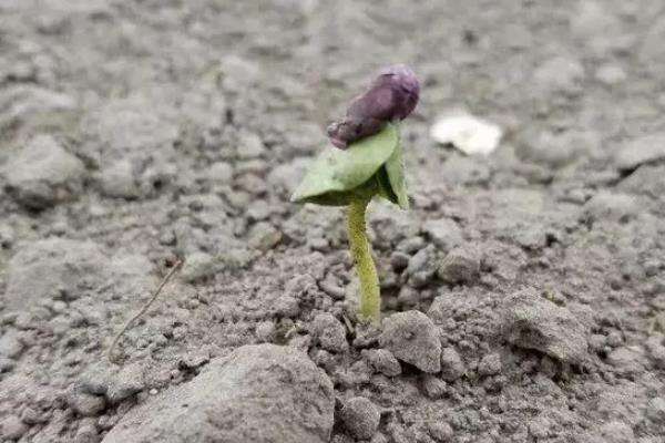 棉花种子多久发芽