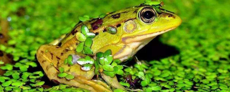 小青蛙吃什么东西 人工喂养,饲料怎么喂