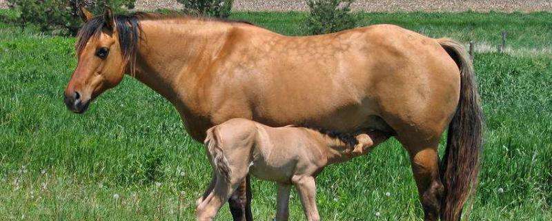 母马生小马前的表现,怎样才能提高顺产率