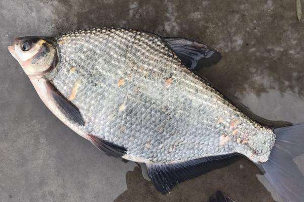 在我国南北方均有分布,能够适应温冷的水体,平时活动于水体的中下层