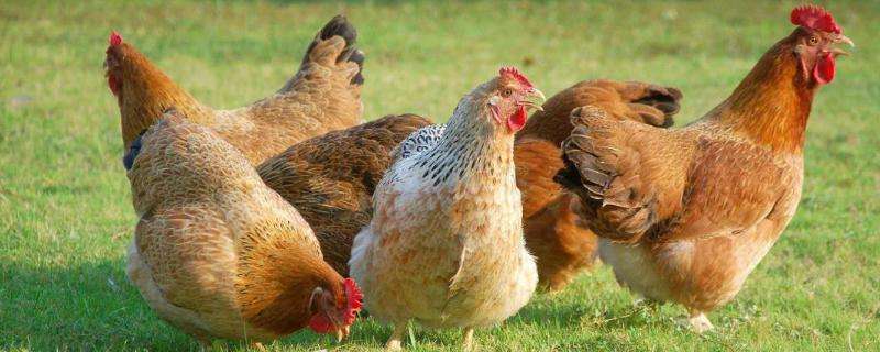 鸡交配为什么啄头,鸡冠大是什么原因
