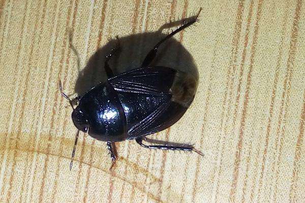 蟑螂属于节肢动物门, 昆虫纲, 蜚蠊目,是常见的医学昆虫,蟑螂可人工