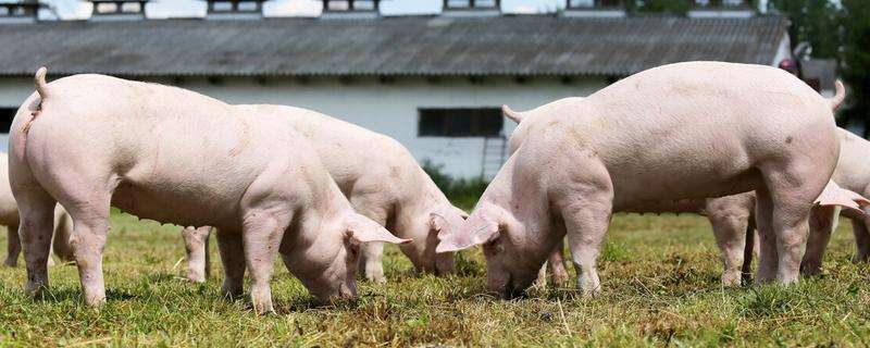 1,驱赶蚊蝇等飞虫:猪可以通过甩动尾巴来驱赶飞虫,进而保护后躯.